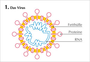Zeichnung Coronavirus